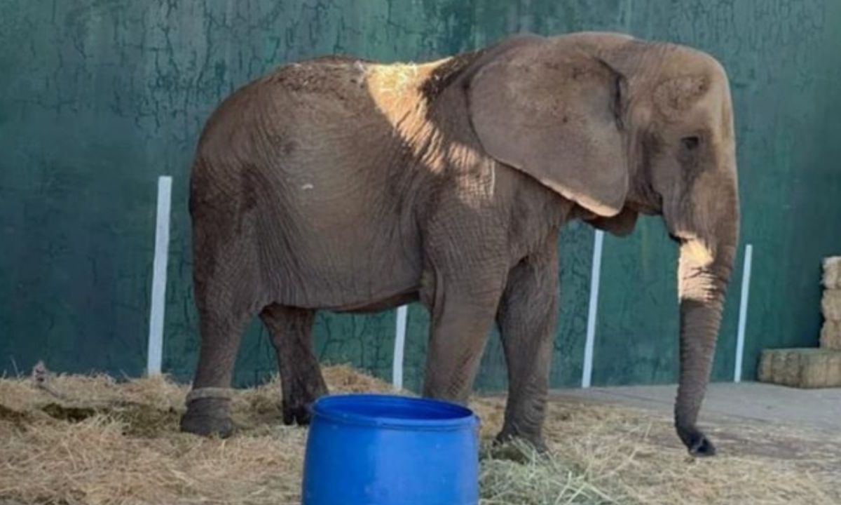 Rescatan a 'Annie', elefanta africana hallada en un predio de Jalisco en mala condiciones