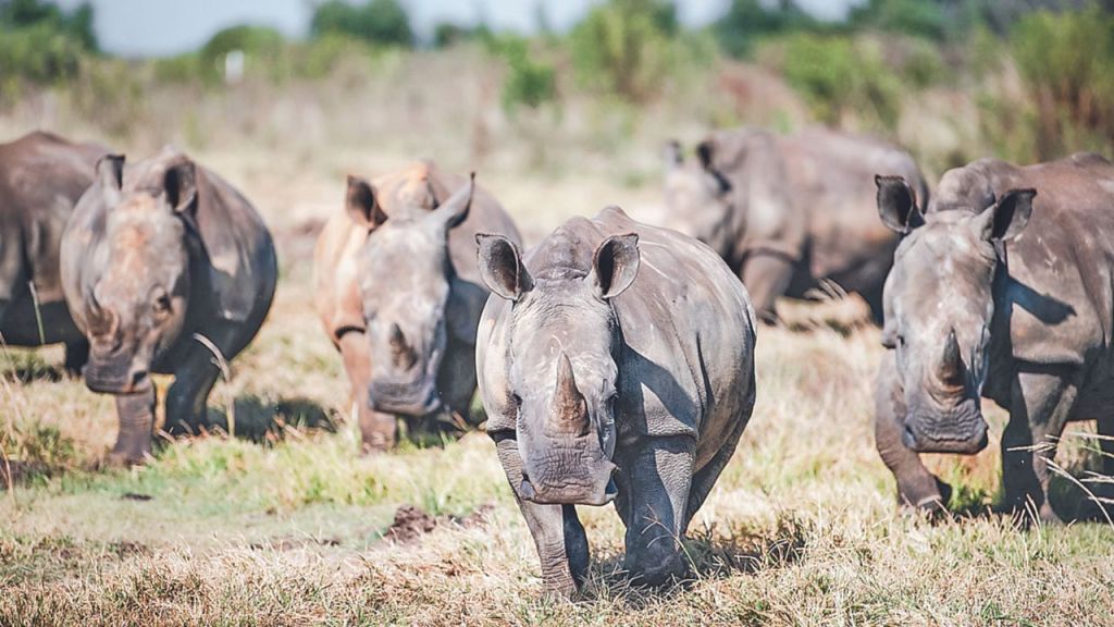 Los cuernos de rinocerontes son muy codiciados en mercados negros, donde el precio por peso rivaliza con el del oro y la cocaína.