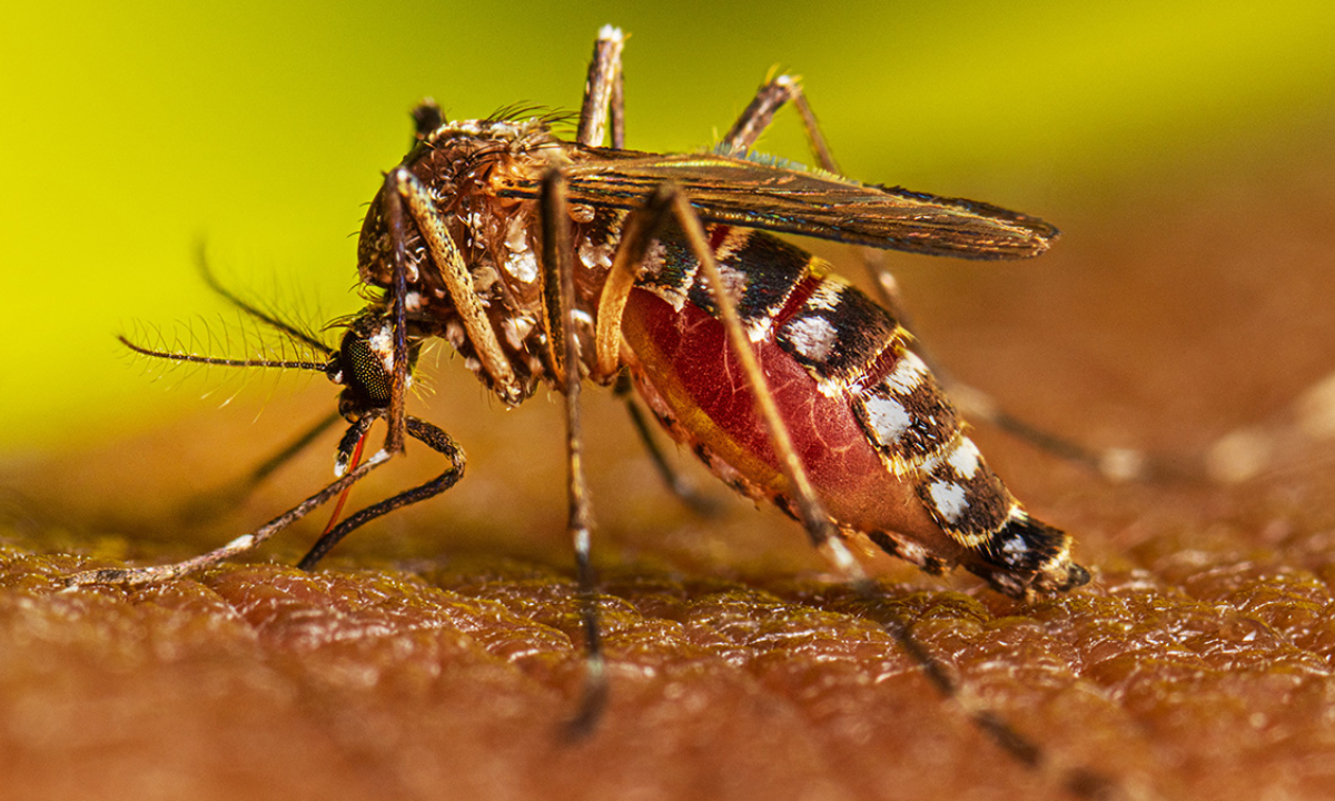Perú se declara estado de emergencia sanitaria por brote de dengue