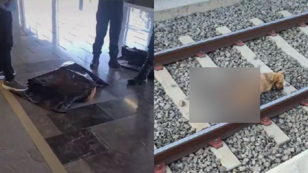 Muere arrollado perrito que ingresó a las vías del Metro de la Línea 12