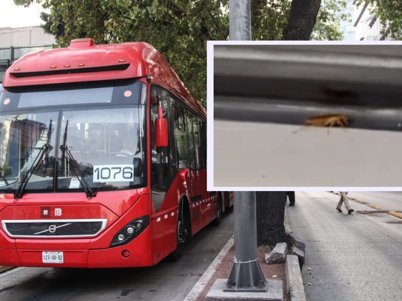 “Me encontré a esta pasajera”: Hallan cucaracha en Metrobús de la CDMX; piden fumigar unidades