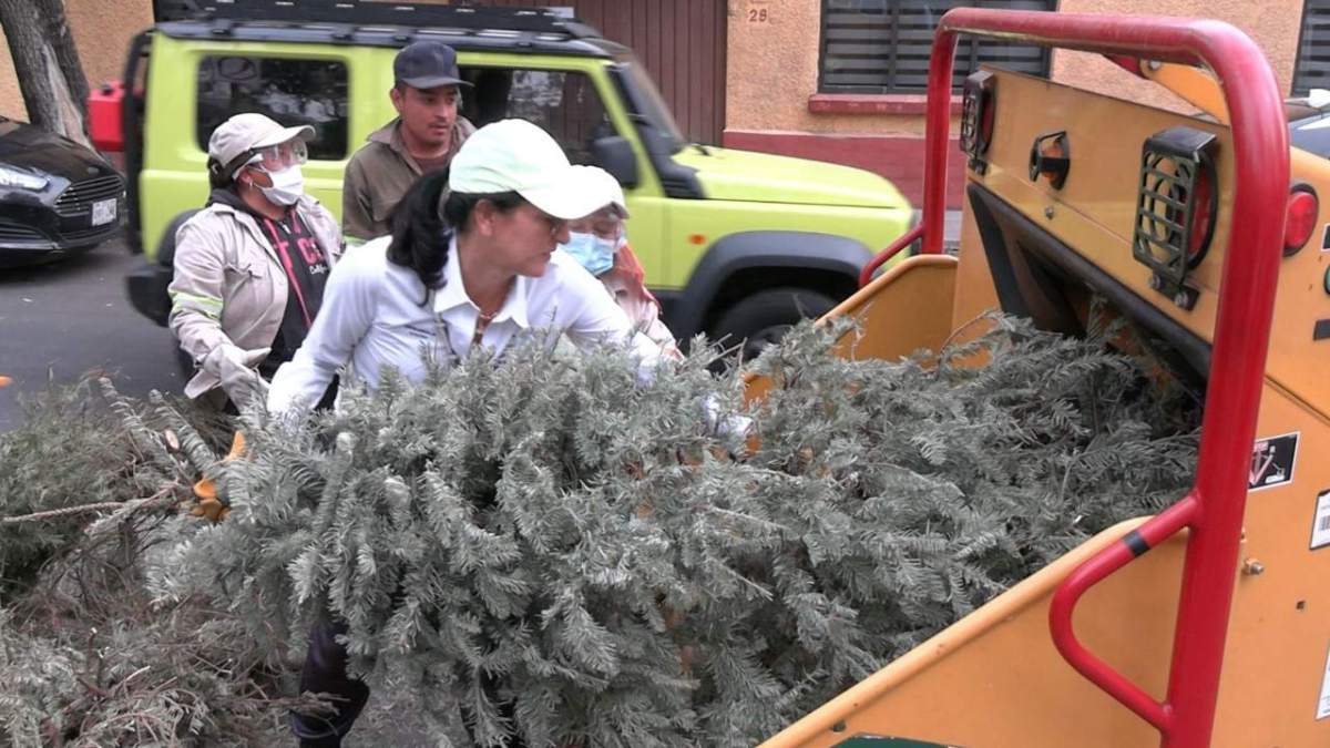 5 mil 10 árboles de Navidad naturales fueron recolectados y reciclados en Álvaro Obregón, informó la alcaldesa Lía Limón.