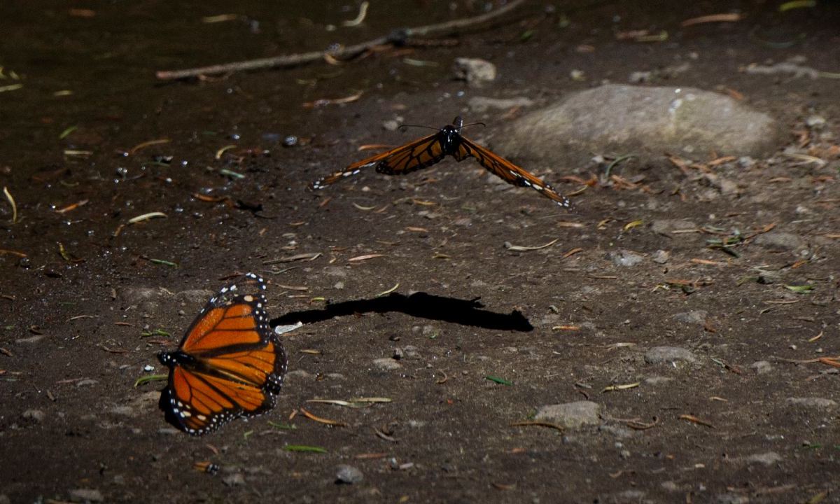 La zona ocupada en México por las mariposas monarca que migran desde Canadá se redujo un 59.3% debido al cambio climático
