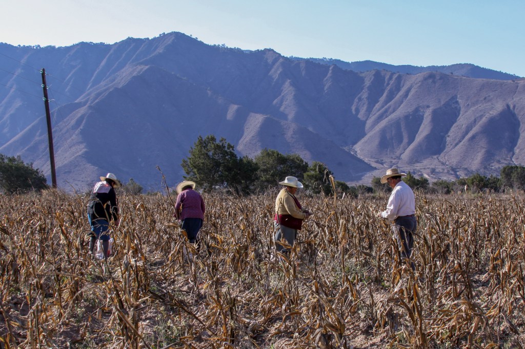 México pospone la prohibición del glifosato en cultivos. Noticias en tiempo real