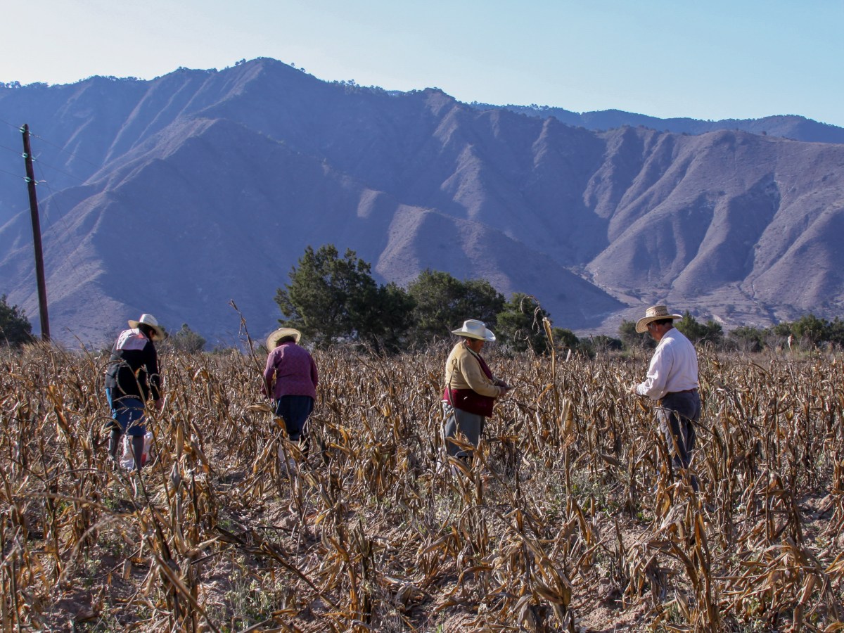 México pospone la prohibición del glifosato en cultivos