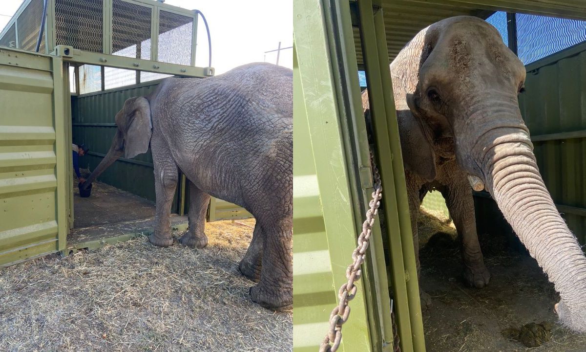 Profepa inicia traslado de 'Annie', elefanta abandonada en Jalisco; llegará al Zoológico de Bosques de Aragón