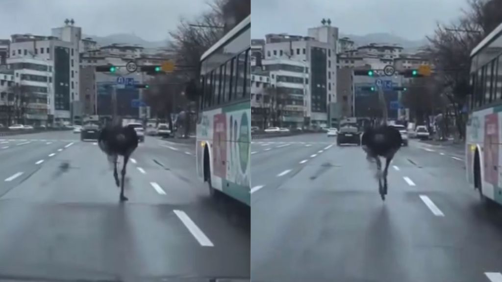 Foto:Captura de pantalla|VIDEO: Avestruz escapa del zoológico y corre libre por las calles