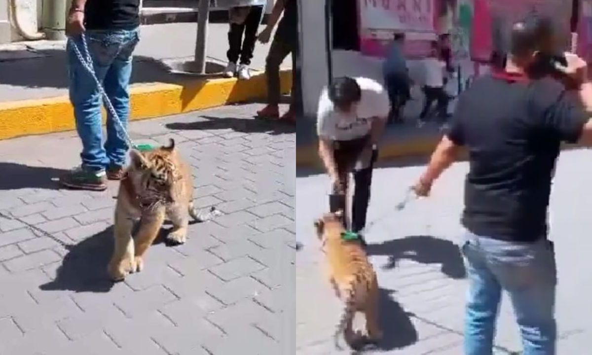 Sujeto pasea con cachorro de tigre en Hidalgo; autoridades indagan
