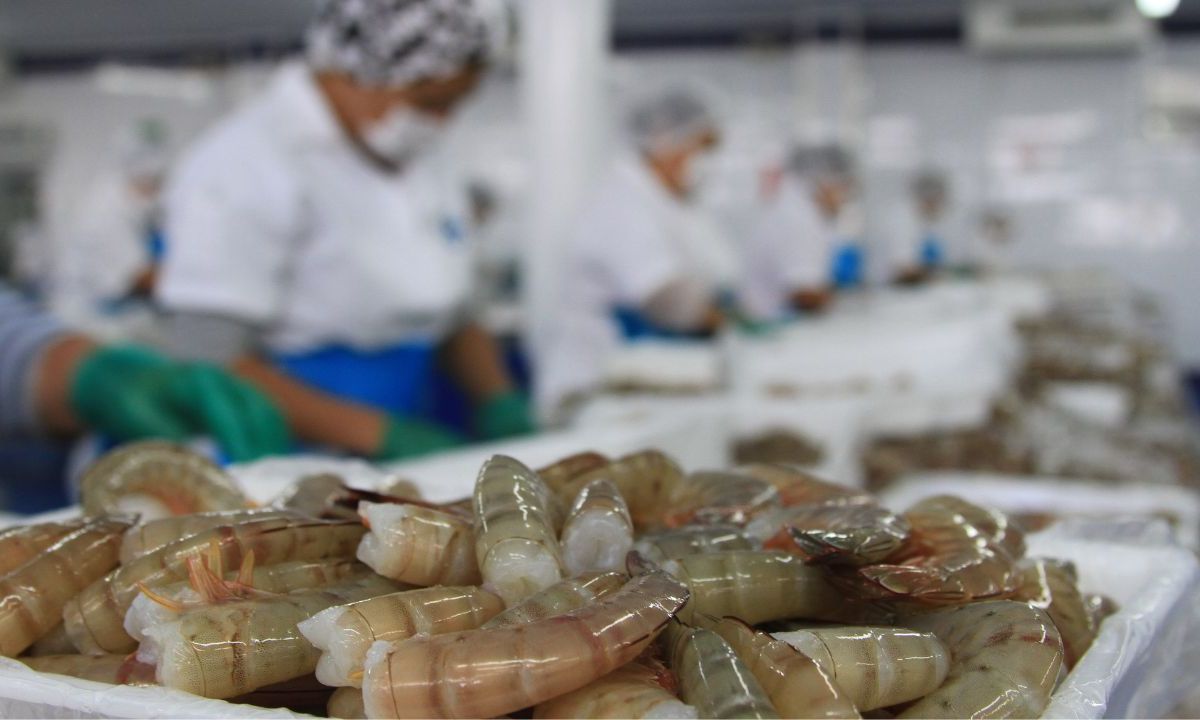 Estiman una producción de 243 mil 400 toneladas de camarón marino y acuícola para Cuaresma con un valor cercano a los 23 mil 800 millones de pesos al cierre de 2023