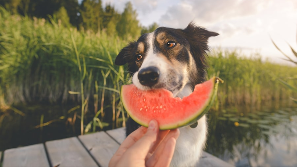 Frutas que pueden comer tus mascotas en época de calor