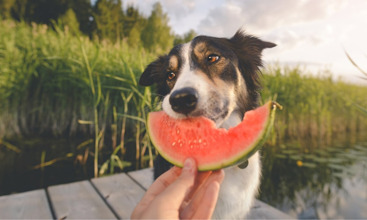 Frutas que pueden comer tus mascotas en época de calor