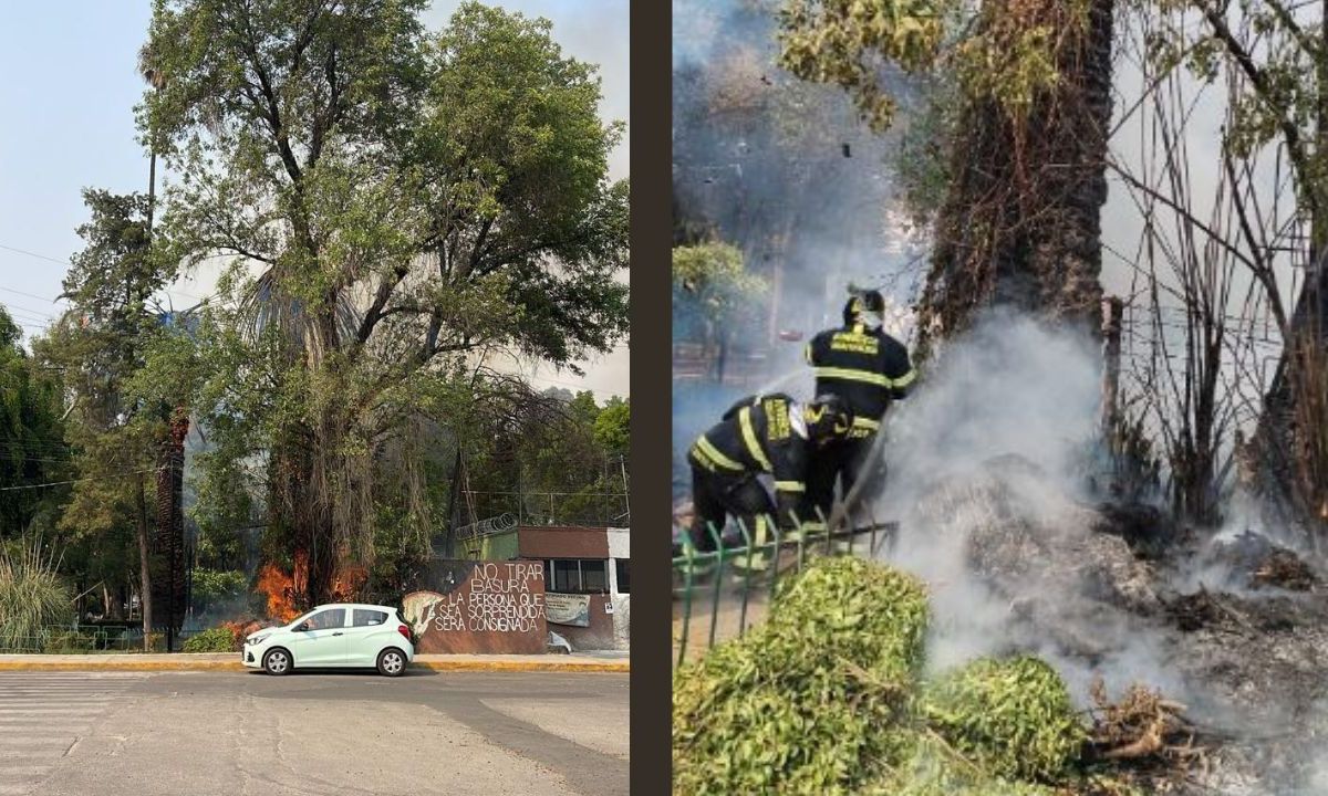 2 palmeras de aproximadamente 12 metros de altura se quemaron tras el incendio en el Parque María Luisa