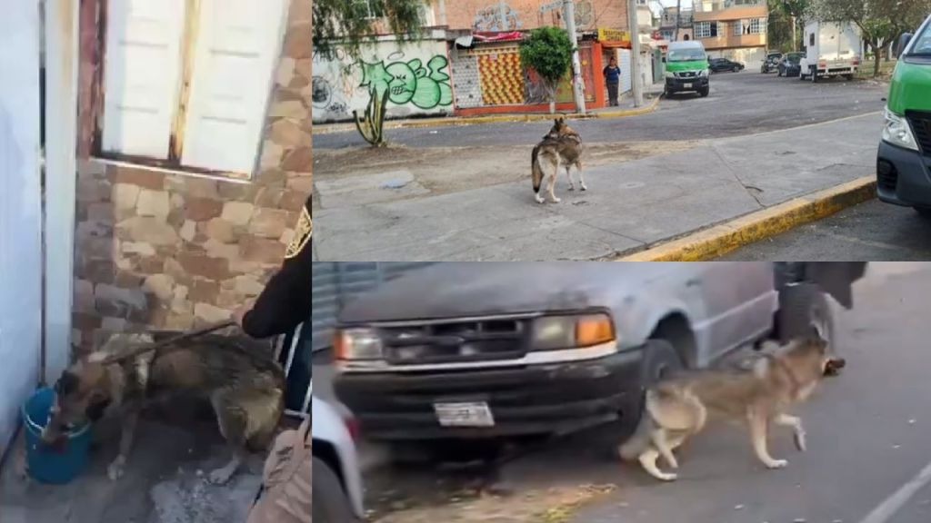 Lobo deambula en calles de San Juan de Aragón y provoca persecución de más de 15 minutos