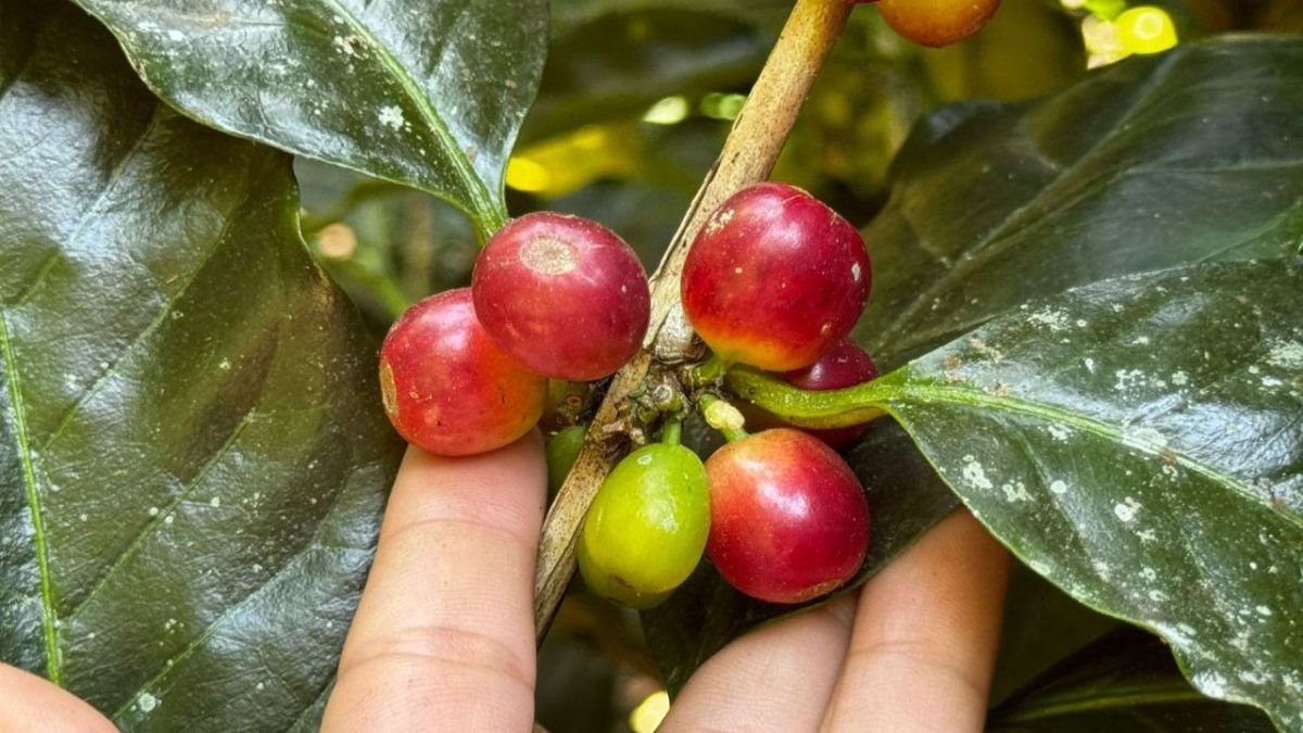 Productores de café buscan realizar ruta sensorial en cafetales