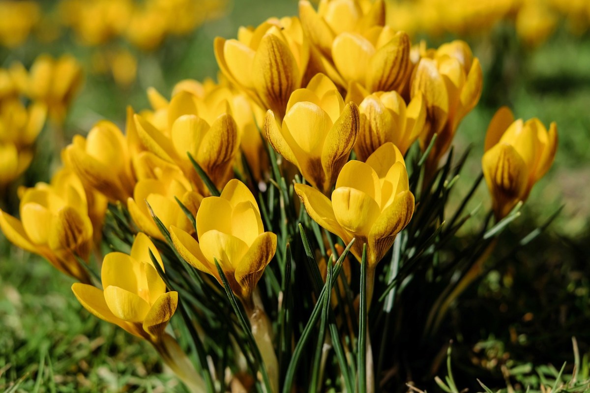 Foto:Pixabay|¿Por qué se regalan flores amarillas cada 21 de marzo?