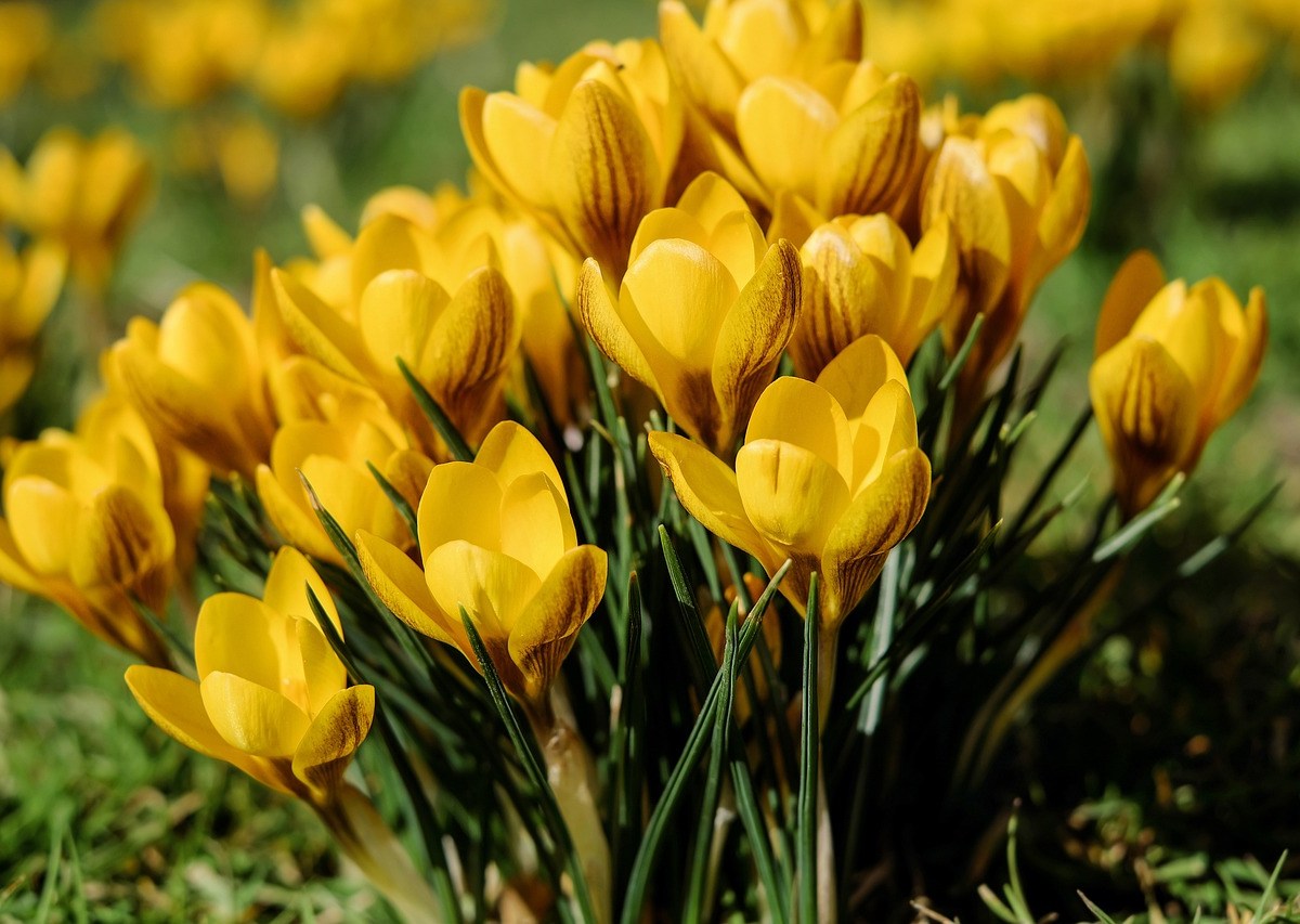 Foto:Pixabay|¿Por qué se regalan flores amarillas cada 21 de marzo?