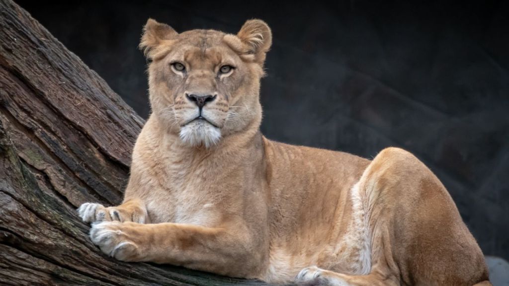 Foto:Pixabay| Encuentran a leona en Edomex; la habían abandonado