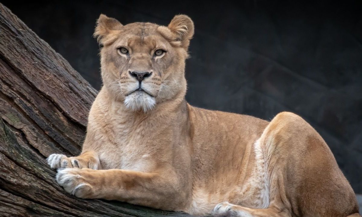 Foto:Pixabay| Encuentran a leona en Edomex; la habían abandonado