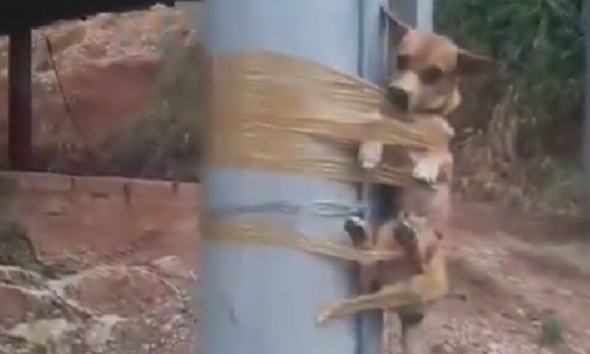 Foto:Captura de pantalla|VIDEO: Encinta al perrito de su vecina; hacía sus necesidades frente a su casa