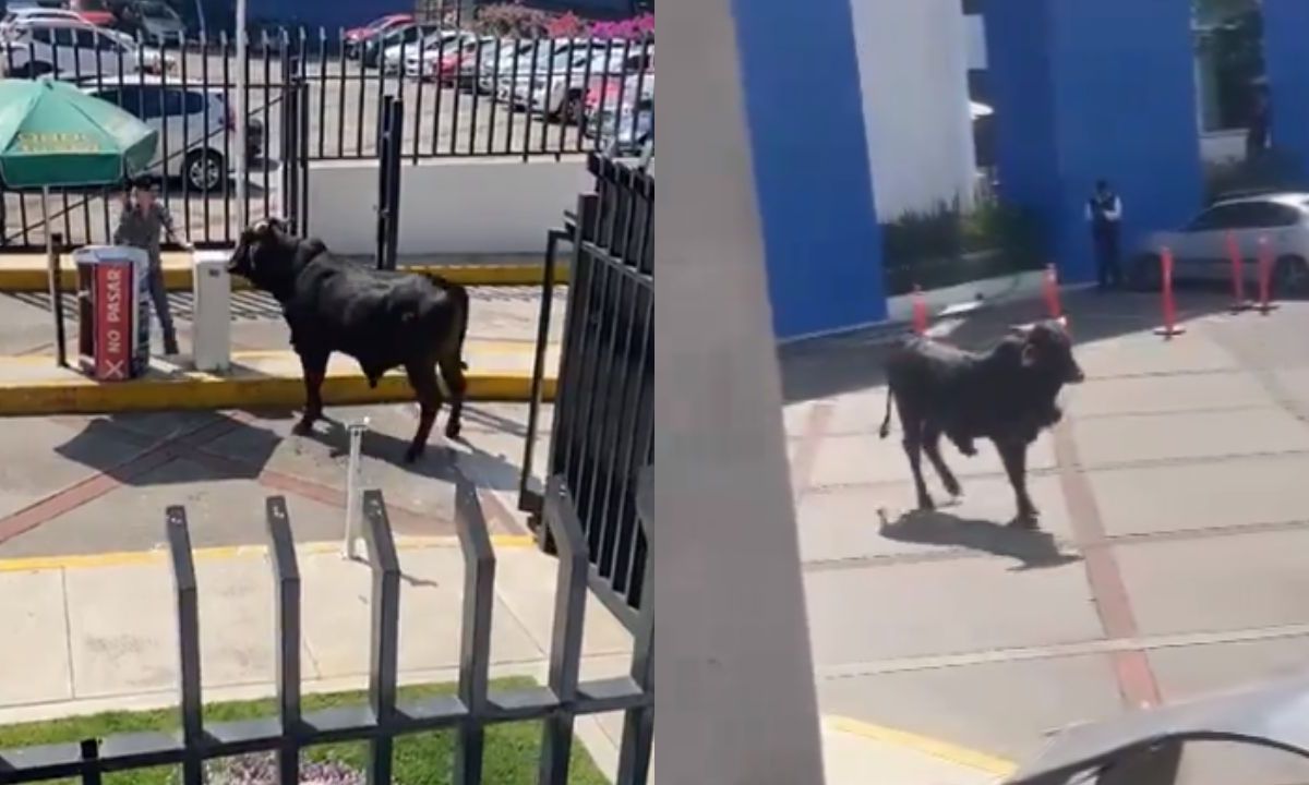 Foto:Captura de pantalla|VIDEO: Encuentran a un toro dentro de la escuela La Salle en CDMX