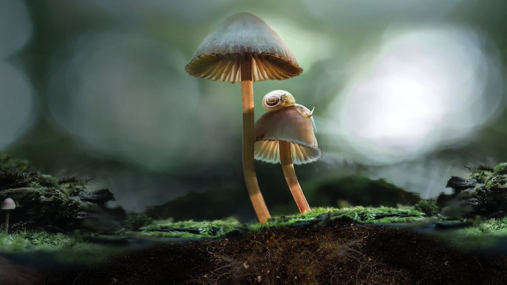 Fotograma de Fantastic Fungi (2019).