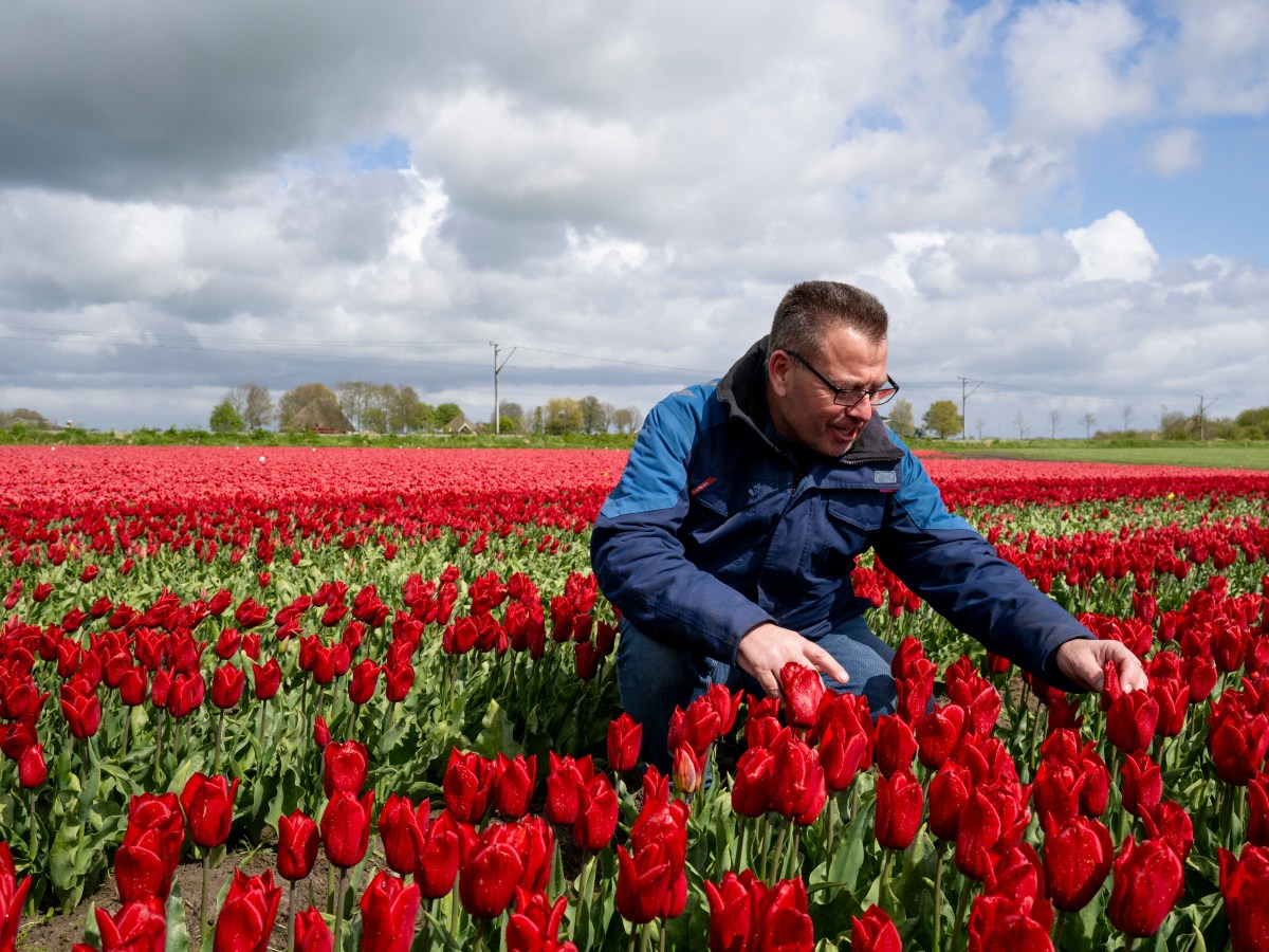 Temen por los tulipanes de Países Bajos