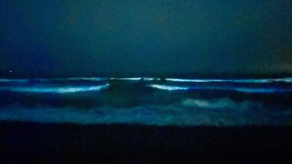 Sorprende bioluminiscencia a playas de Guerrero