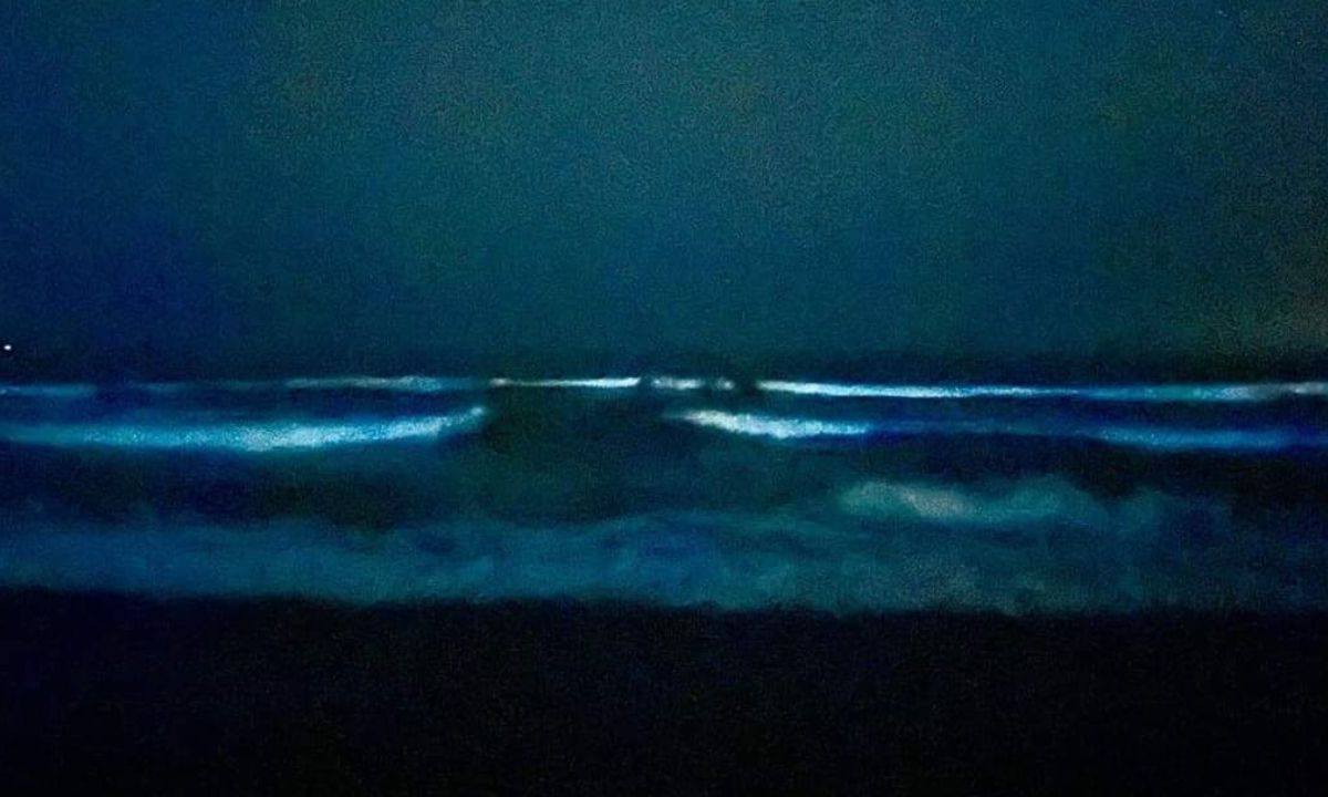 Sorprende bioluminiscencia a playas de Guerrero