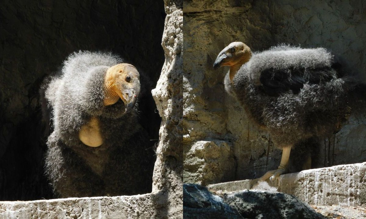 Nacen dos crías de cóndor de California en Zoológico de Chapultepec