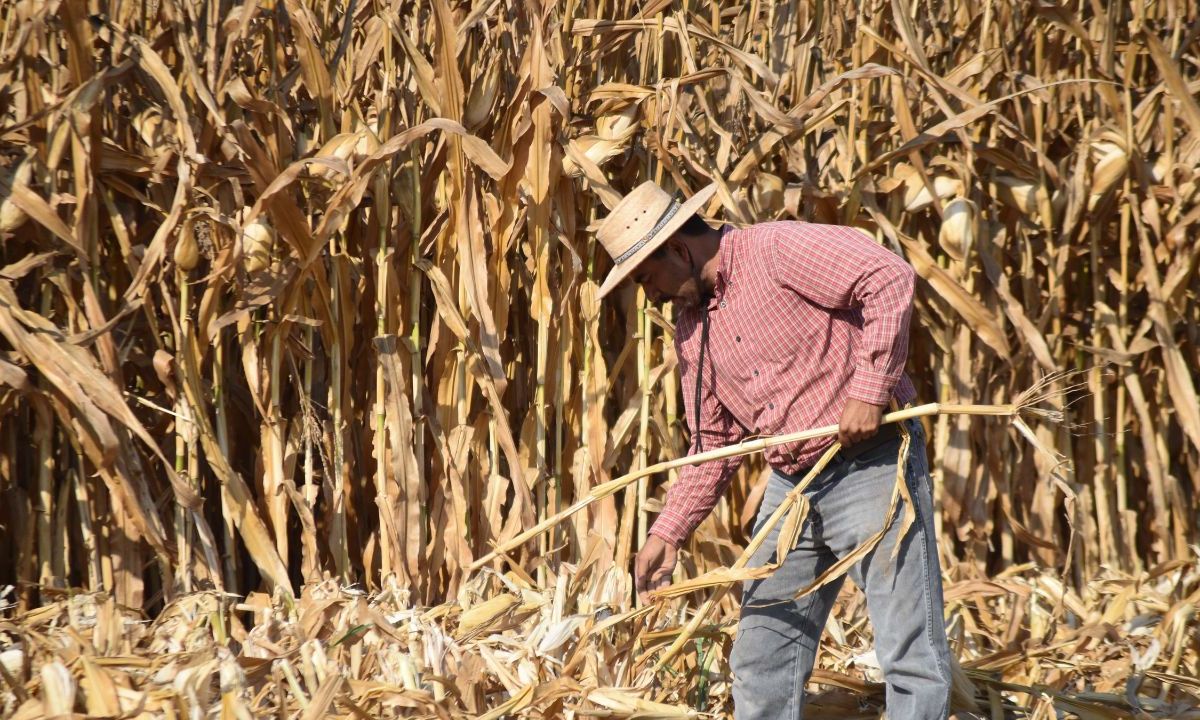 Una investigación conjunta del Centro Internacional de Mejoramiento de Maíz y Trigo (CIMMYT) y el Centro de Bachillerato Tecnológico Agropecuario (CBTA) 305 señaló que las prácticas de agricultura de conservación incrementaron el rendimiento promedio de maíz criollo