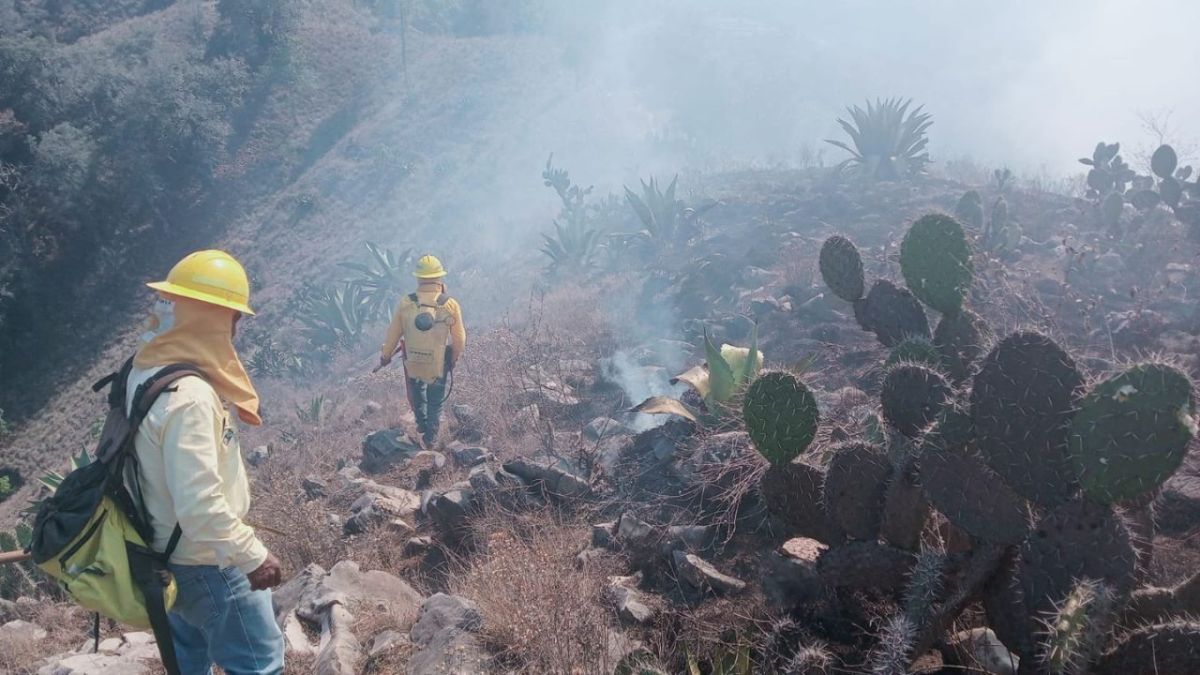 DAÑOS. Oaxaca, Estado de México, Veracruz y Guanajuato son los estados más afectados en este momento por las llamas, de acuerdo con la Comisión Nacional Forestal. 