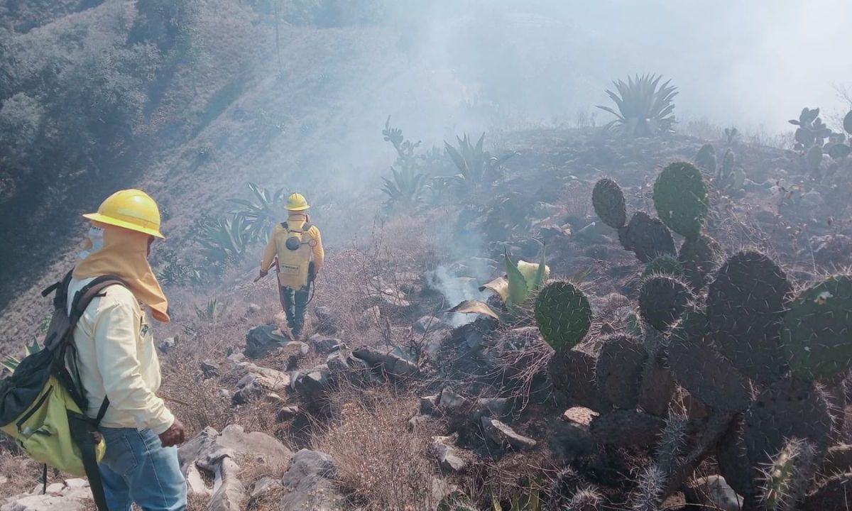 DAÑOS. Oaxaca, Estado de México, Veracruz y Guanajuato son los estados más afectados en este momento por las llamas, de acuerdo con la Comisión Nacional Forestal. 