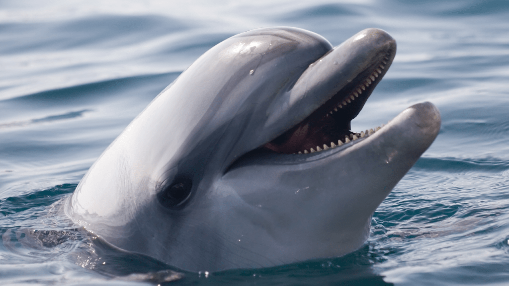Delfín Lousiana