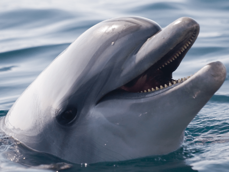 Investigan el hallazgo de delfín con múltiples disparos en Louisiana
