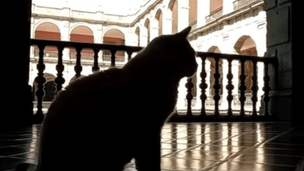 Reconocen a gatos de Palacio Nacional como ‘activos vivos’ del gobierno. Noticias en tiempo real