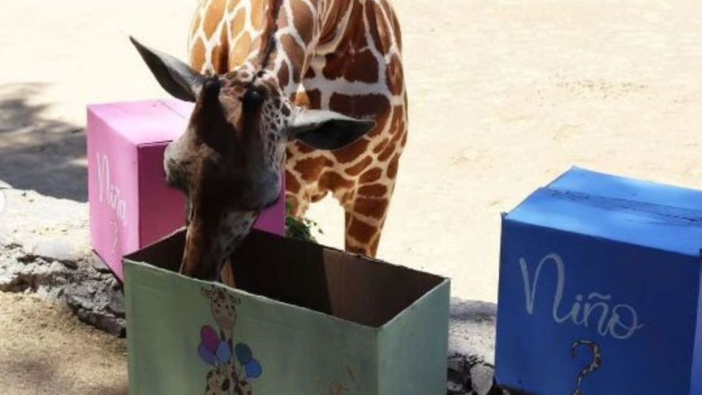 Realizan un tierno baby shower a una Jirafa del Zoológico de Guadalajara