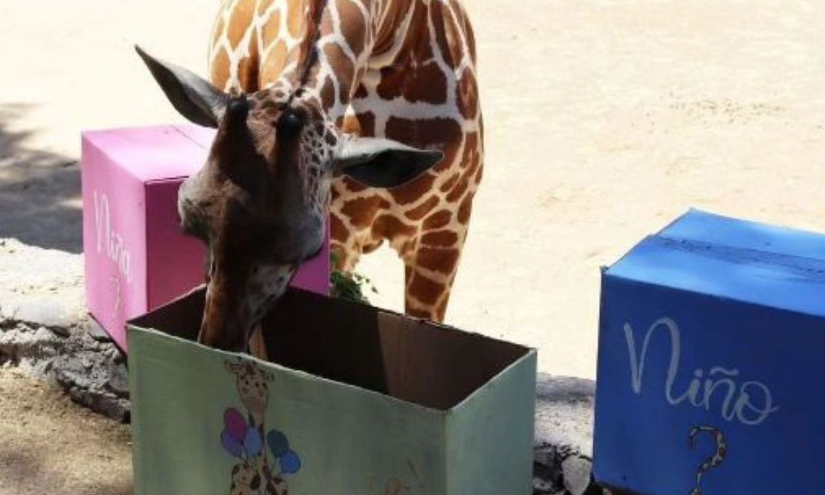 Realizan un tierno baby shower a una Jirafa del Zoológico de Guadalajara