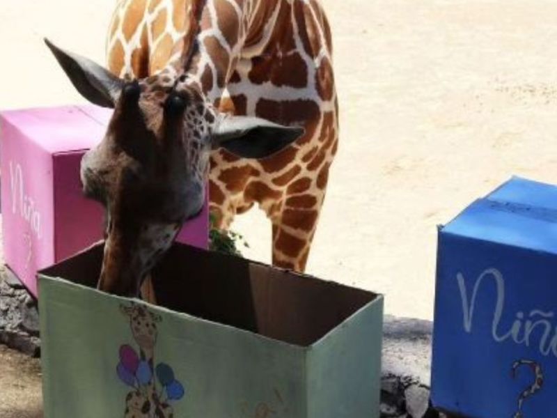 Organizan baby shower a una jirafa embarazada: se viraliza