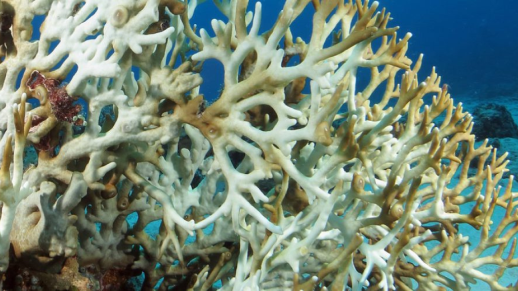 Blanqueamiento en corales