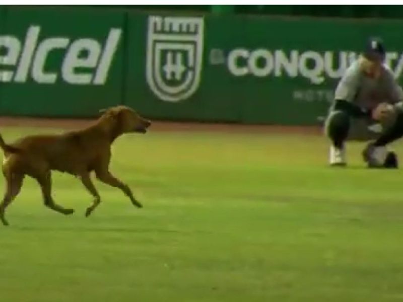 VIDEO: Perrito interrumpe juego de beisbol entre Tigres y Leones