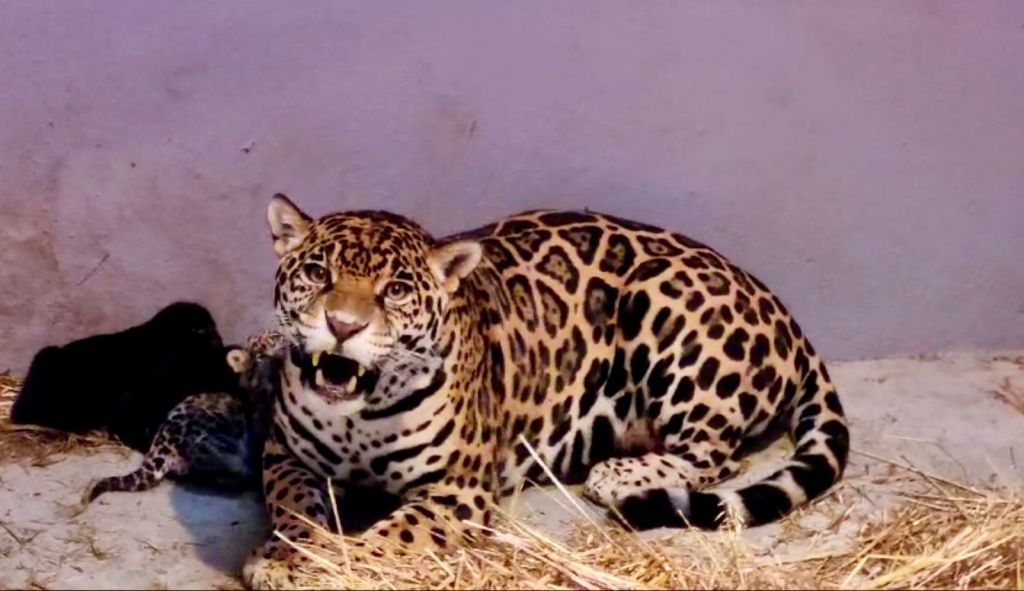 Tres cachorros de jaguar (dos hembras y un macho) nacieron en el Centro de Conservación de la Fauna Silvestre de Chapultepec.