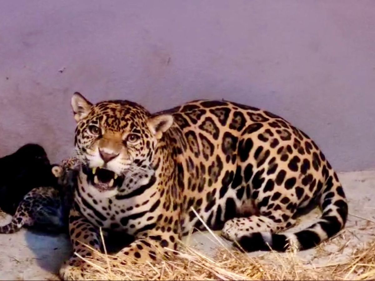 Tres cachorros de jaguar (dos hembras y un macho) nacieron en el Centro de Conservación de la Fauna Silvestre de Chapultepec.