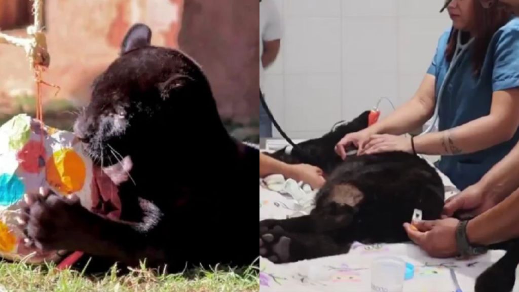Por complicaciones de neumonía aguda, muere cachorro de jaguar tras desfogue de agua negra en el Zoológico de Morelia