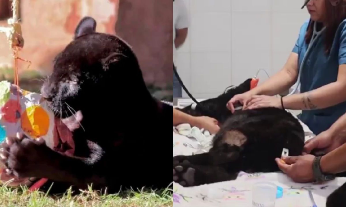 Por complicaciones de neumonía aguda, muere cachorro de jaguar tras desfogue de agua negra en el Zoológico de Morelia