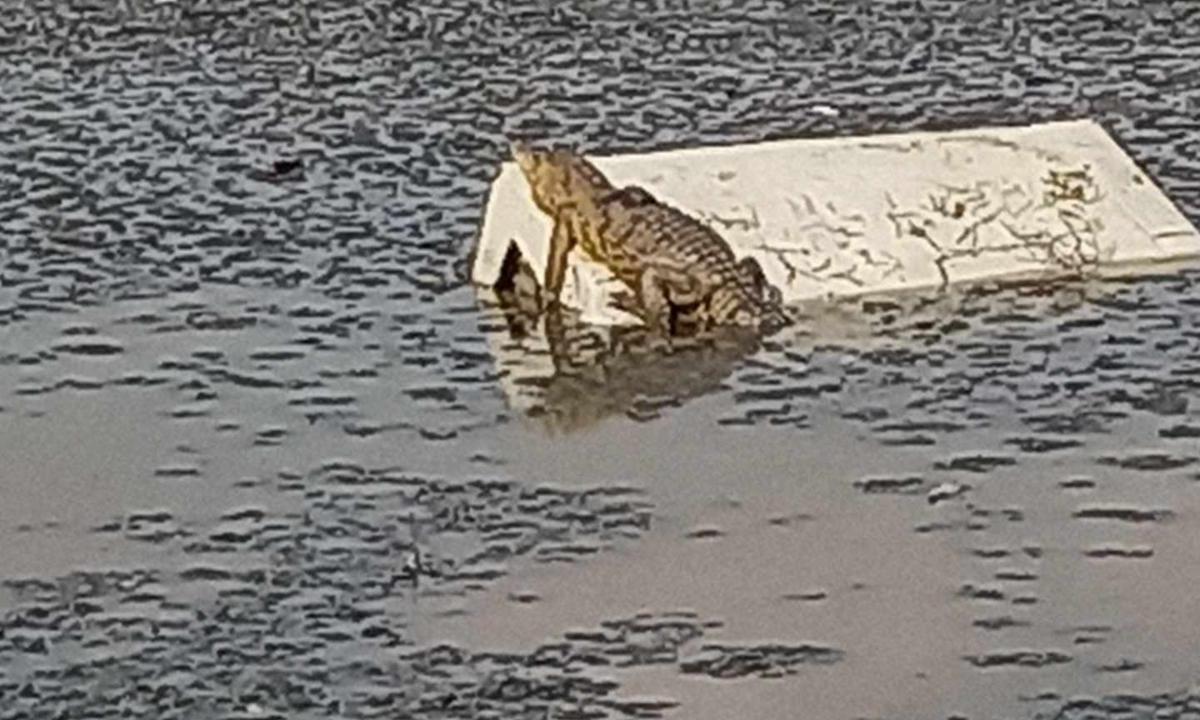 Vecinos cercanos a la Laguna de la Piedad, en el municipio de Cuautitlán Izcalli, reportaron el avistamiento de un cocodrilo.