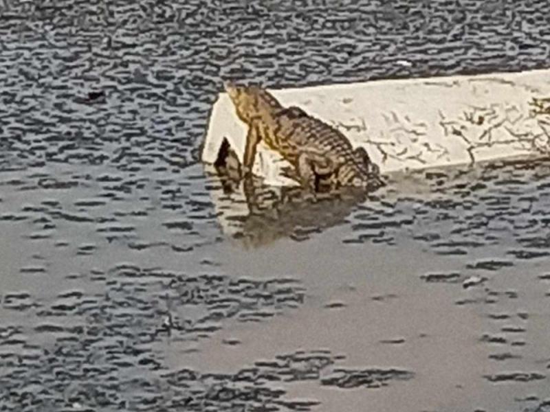 Reportan avistamiento de cocodrilo en la Laguna de la Piedad en Cuautitlán Izcalli