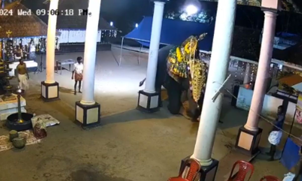 Foto:Captura de pantalla|VIDEO: Hombre es aplastado por un elefante en pleno show
