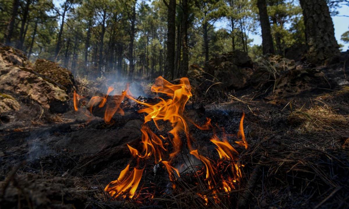 Debido a los incendios forestales registrados en este 2024, aquí te contamos cómo y dónde debes reportar un incendio forestal