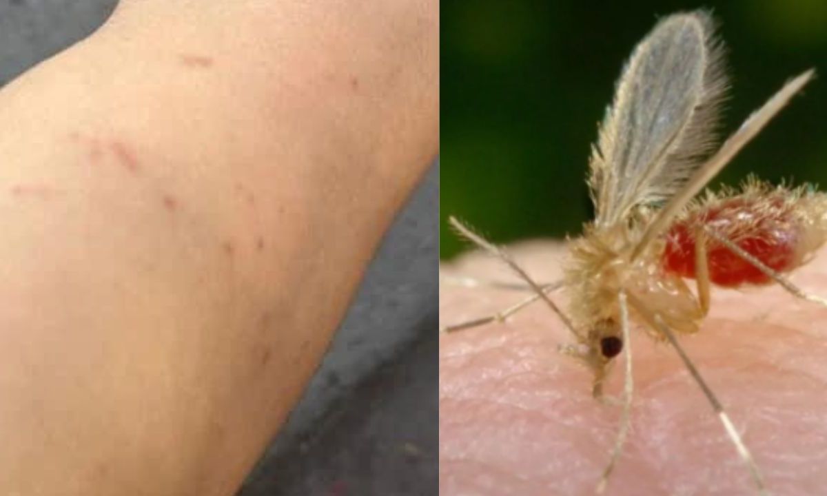 Los jejenes son mosquitos comunes en primavera, no transmiten enfermedades como el dengue.