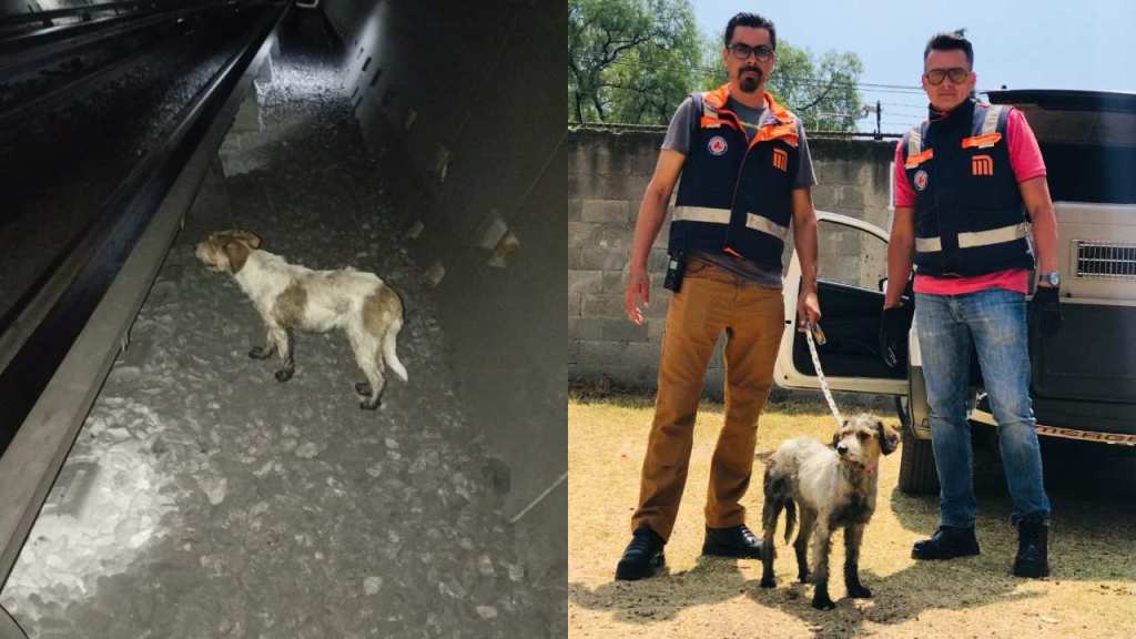 Un perrito fue rescatado de la zona de vías de la interestación Camarones-Aquiles Serdán, en la Línea 7 del Metro de la CDMX